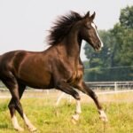 Essay on Horse in Hindi