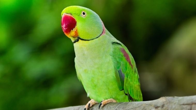 Essay on Parrot in Hindi