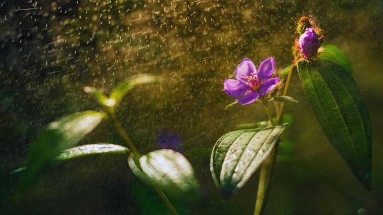 Rainy Season Essay in Hindi